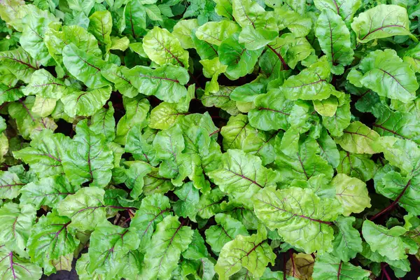 stock image Section of the field with young beetroots on a wet soil with leaves covered with water drops, top view in summer overcast morning