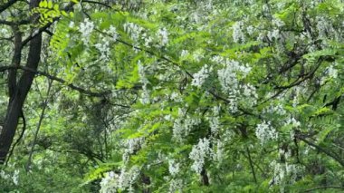 Branches of the blooming locust tree in sunny windy day