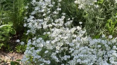 Güneşli ve rüzgârlı havalarda çiçek açan boreal civciv