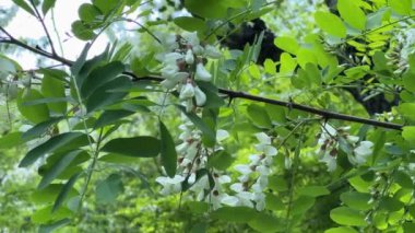 Branch of the blooming locust tree in sunny windy day
