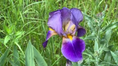 Çiçek açan süsen çiçeğinin çimlere yakın duruşu.