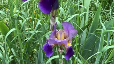 Mor çiçeklerle açan süsen çiçeğinin kökü