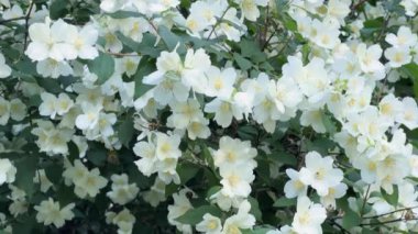 Bulutlu bir günde parkta çiçek açan yasemin çalısı