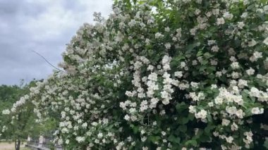 Rüzgarlı bulutlu bir günde parkta çiçek açan yasemin çalısı