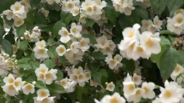 Rüzgarlı bulutlu bir günde parktaki çiçek açan yasemin dalları