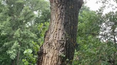 Geniş ve genç dalları olan yaşlı siyah kavak sandığı.