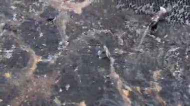 Mersin balığı çiftliğinde kafes suyuna mersin balığı sıçratmak