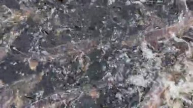 Mersin balığı çiftliğinde kafes suyuna mersin balığı sıçratmak