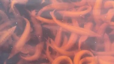Sturgeons albino mersin balığı çiftliğinde kafes suyunda yüzer.