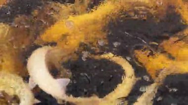 Sturgeons albino mersin balığı çiftliğinde kafes suyunda yüzer.