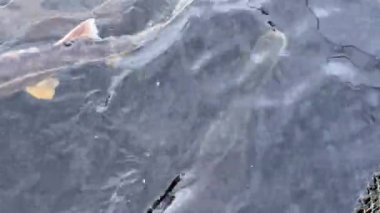 Balıklar mersin balıklarının arasında mersin balığı çiftliğinde suda yüzerler.