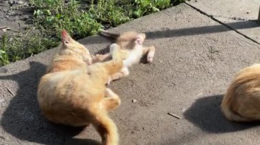 Kızıl kedi dışarıda kedisiyle oynuyor.