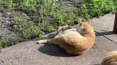 Kızıl kedi dışarıda kedisiyle oynuyor.