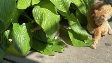 Zencefilli kedi dışarıda yeşil yaprakların arasında kediyle oynuyor.