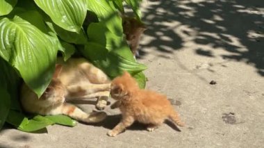 Kızıl kedi, yeşil yaprakların arasında kedileriyle oynuyor.