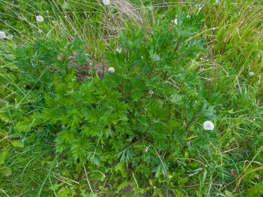 Genç mugwort çalıları, Artemisia vulgaris türleri, bulutlu bir günde kuru otlar arasında yaygın olarak bilinen mugwort türleri, üst manzara