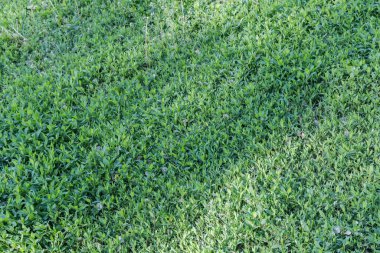 Fragment of the meadow overgrown with the knotgrass in sunny morning, view close-up in selective focus clipart