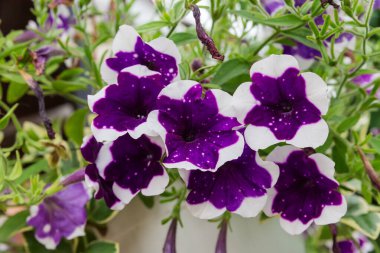 Bulutlu havada beyaz kenarlı mor petunya çiçekleri, seçici odak noktasında yakın plan görüntüsü