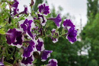 Bulutlu havada beyaz kenarlı mor petunya çiçekleri, seçici odak noktasında yakın plan görüntüsü