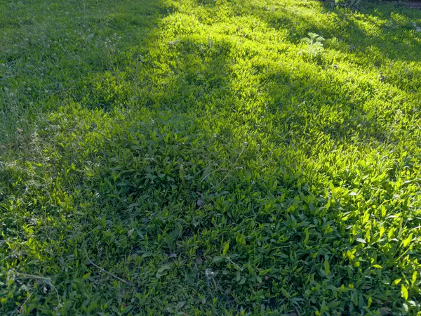 stock image Fragment of the meadow overgrown with the knotgrass in sunny evening, view close-up in selective focus at sunset