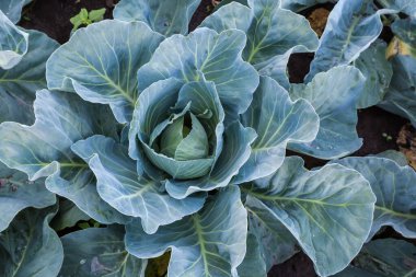 Bulutlu bir günde yapraklarından lahana başı oluşturan taze, olgunlaşmamış beyaz lahana bitkisi.