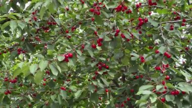 Bulutlu bir günde olgun böğürtlenli ekşi kiraz dalları