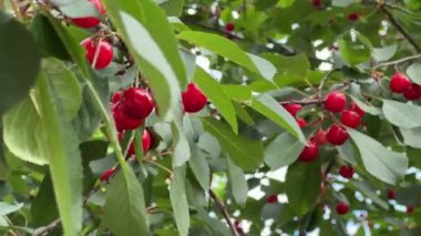 Bulutlu bir günde olgun böğürtlenli ekşi kiraz dalları