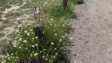 Yüksek otlar, yabani çiçekler ve sonraki çakıl yolunda tahta direkler.