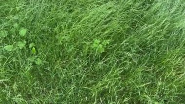 Yeşil kulaklı, yüksek çimenli açıklık manzarası