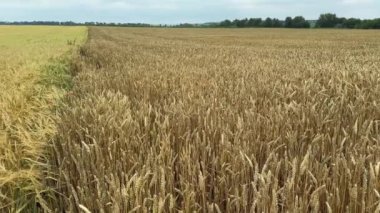 Bulutlu bir günde olgunlaşmamış buğday ve arpa tarlalarının yakınında.