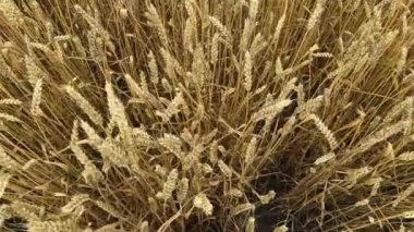 Olgunlaşmamış sarı buğday, kapalı bir günde yakın plan tarlada.