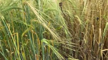 Olgunlaşmamış buğday ve arpa yakınlardaki bulutlu tarlalarda