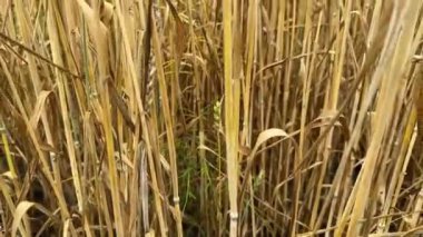 Olgunlaşmamış sarı buğday, kapalı bir günde yakın plan tarlada.