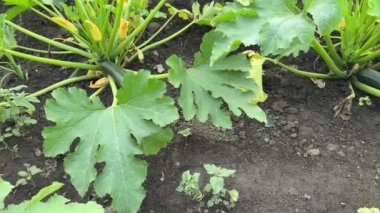 Bir tarlada yeşil meyveli kabak filizleri