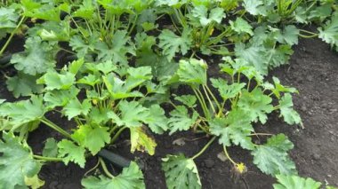 Bir tarlada yeşil meyveli kabak filizleri