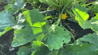 Çiçek açan kabak çalısı ve meyvalar yakın planda.