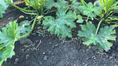 Tarlada meyveli kabak filizleri.