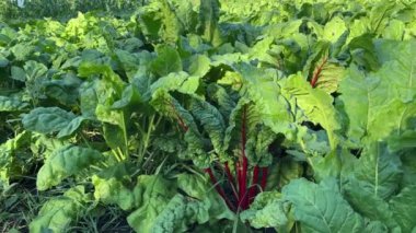 Kırmızı pancar yaprakları ve sahadaki pancar yaprakları