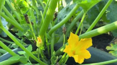 Sahada koyu yeşil meyveli kabak çalısı.