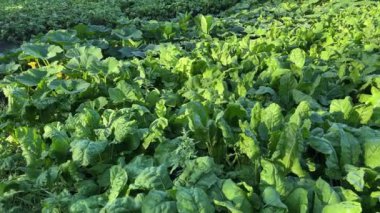 Sabah çiğ taneleriyle kaplı pancar tarlaları