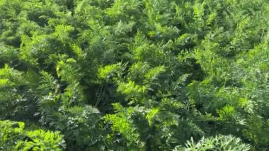 Havuç yaprakları rüzgarlı ve güneşli havada yakın planda.