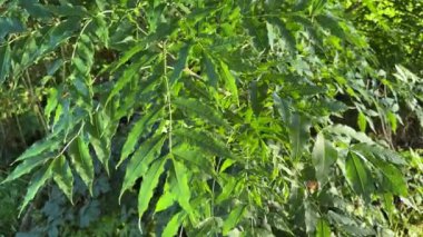 Kıyıdaki sudan yansıyan güneş ışığıyla kül dalları.