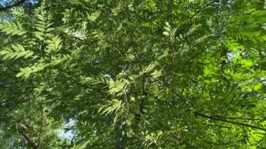 Kıyıdaki sudan yansıyan güneş ışığıyla kül dalları.