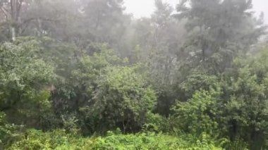 Şiddetli yağmur altında parkta ağaçlar ve çalılar