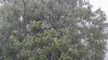 Şiddetli yağmur altında parkta ceviz dalları