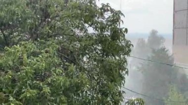 Şiddetli yağmur altında inşa etmeye karşı ceviz dalları