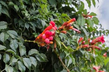Bulutlu bir günde kırmızı trompet şeklindeki çiçeklerle tomurcuklanan süs sarmaşığı dikmek, seçici odak noktasında küçük bir parça.