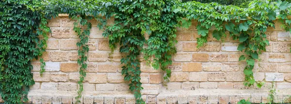 stock image Stems of the maiden grapes with green leaves hanging down along the wall built of shell rock blocks, panoramic view in overcast weather