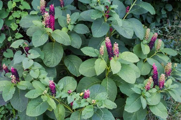 stock image Bush of ornamental American pokeweed with inflorescences in form of racemes of flowers and partially ripe berries in overcast day