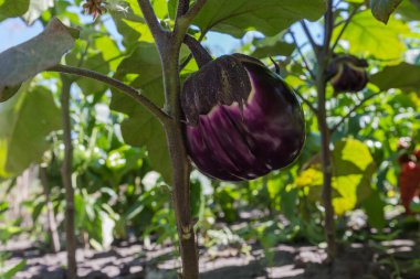 Stems of the eggplant with leaves and ripe purple fruit of round shape on a field in sunny day, view from a low shooting point clipart